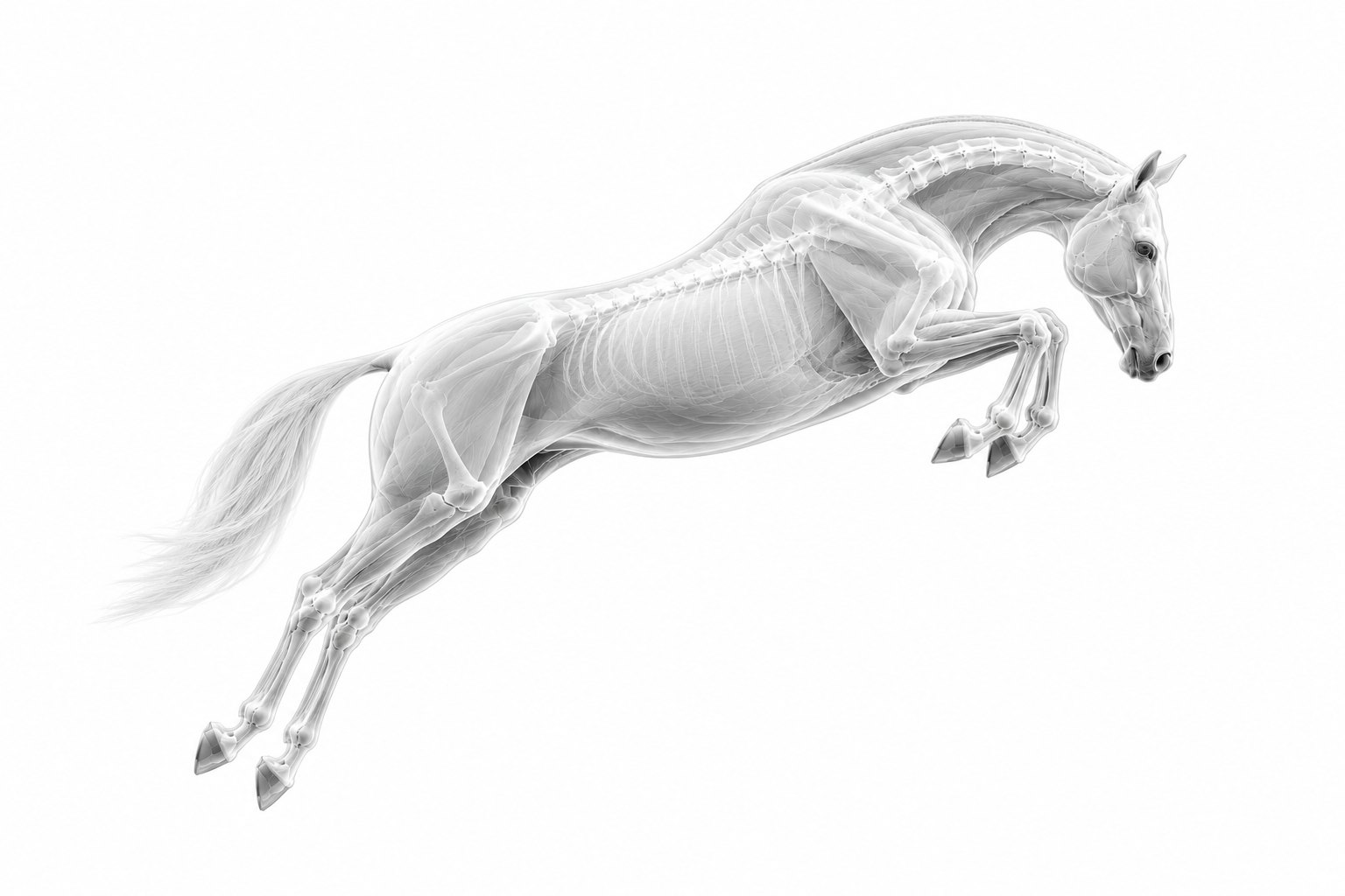 Translucent equine skeleton in jump suspension